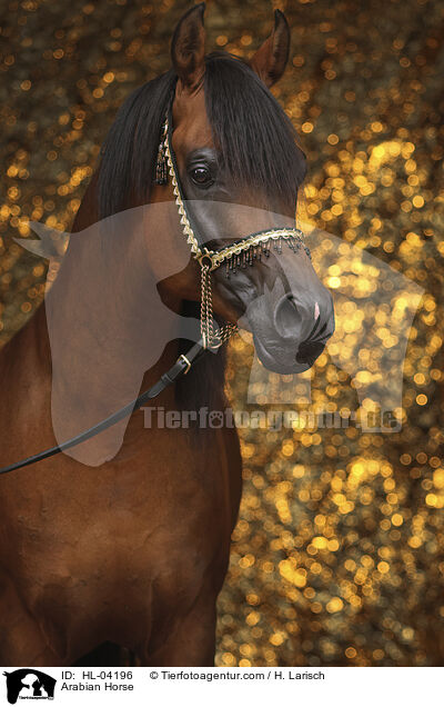 Arabian Horse / HL-04196