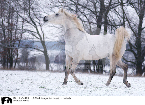Arabian Horse / HL-04199