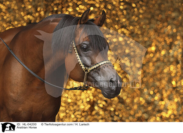 Arabian Horse / HL-04200