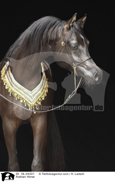 Arabian Horse / HL-04201