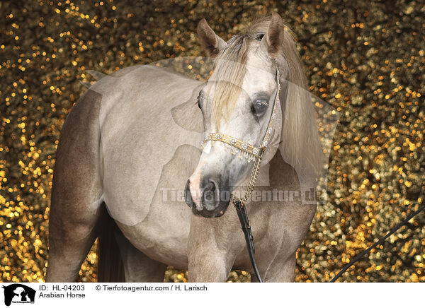 Arabian Horse / HL-04203