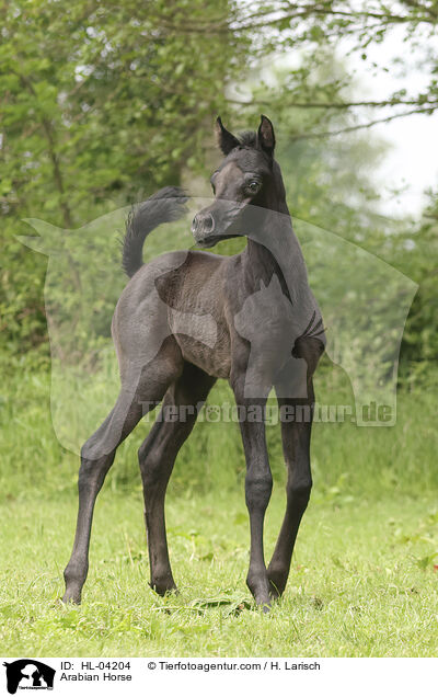 Arabian Horse / HL-04204