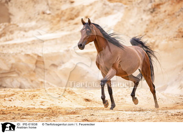 Vollblutaraber / Arabian horse / IFE-01838