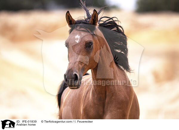 Vollblutaraber / Arabian horse / IFE-01839