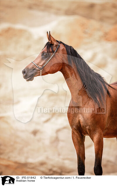 Vollblutaraber / Arabian horse / IFE-01842