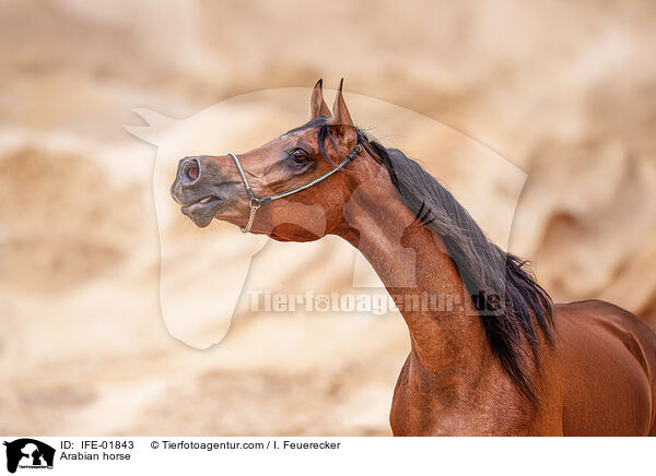 Vollblutaraber / Arabian horse / IFE-01843