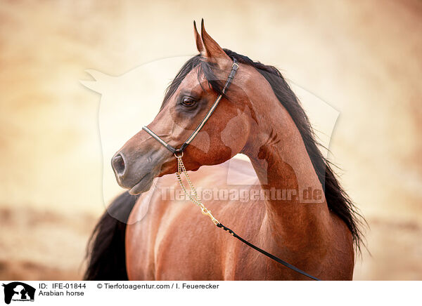 Vollblutaraber / Arabian horse / IFE-01844