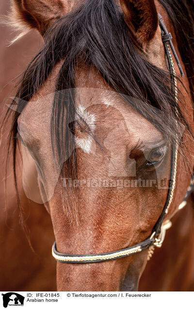 Vollblutaraber / Arabian horse / IFE-01845