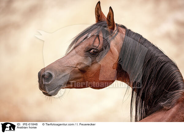 Vollblutaraber / Arabian horse / IFE-01846