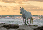 Arabian Horse
