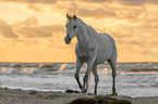 Arabian Horse