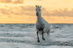 Arabian Horse