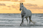 Arabian Horse