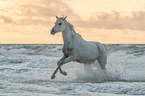 Arabian Horse