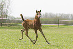 Arabian Horse
