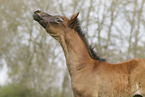 Arabian Horse