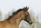 Arabian Horse