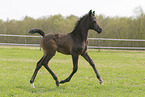 Arabian Horse