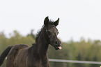Arabian Horse