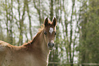 Arabian Horse