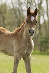 Arabian Horse