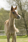 Arabian Horse