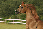 Arabian Horse