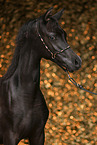 Arabian Horse