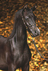 Arabian Horse