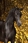Arabian Horse