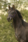 Arabian Horse