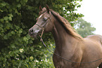 Arabian Horse