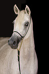 Arabian Horse