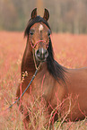 Arabian Horse