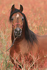 Arabian Horse