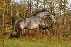 Arabian Horse