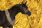 Arabian Horse