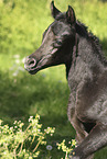 Arabian Horse