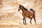 Arabian horse