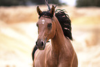 Arabian horse