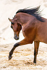 Arabian horse