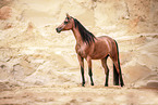 Arabian horse