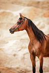 Arabian horse