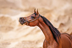 Arabian horse