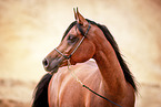 Arabian horse