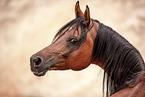 Arabian horse