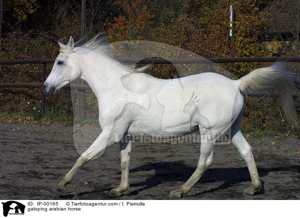 galoping arabian horse / IP-00165