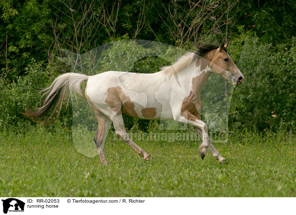 running horse / RR-02053