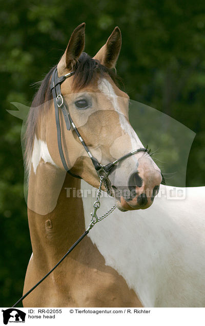 horse head / RR-02055