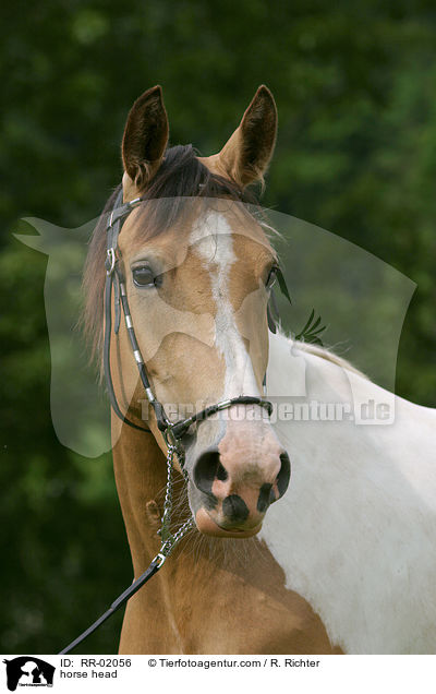 horse head / RR-02056